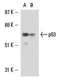  p53 (2B2.68): sc-71817. Western blot analysis of p53 expression in A-431 (A) and MCF7 (B) whole cell lysates.