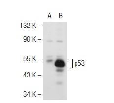  p53 (M-19): sc-1312. Western blot analysis of p53 expression in non-transfected: sc-117752 (A) and mouse p53 transfected: sc-125766 (B) 293T whole cell lysates.