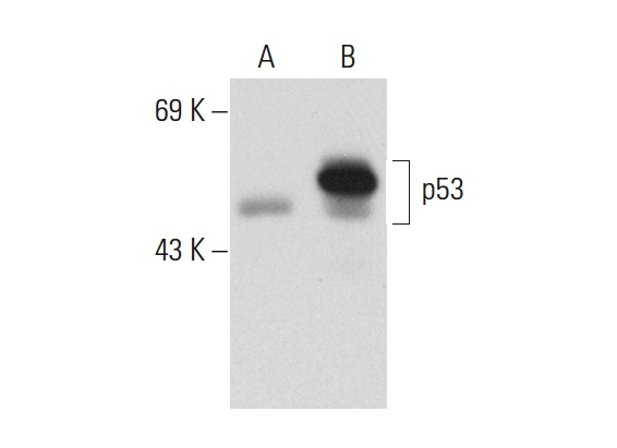  p53 (M-19): sc-1312. Western blot analysis of p53 expression in non-transfected: sc-117752 (A) and human p53 transfected: sc-158802 (B) 293T whole cell lysates.