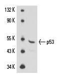  p53 (3H2821): sc-56179. Western blot analysis of p53 expression in mouse Lac Z whole cell lysate.