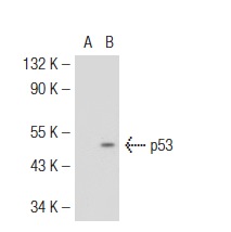  p53 (3H2821): sc-56179. Western blot analysis of p53 expression in non-transfected: sc-117752 (A) and mouse p53 transfected: sc-125766 (B) 293T whole cell lysates.