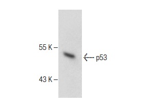  p53 (E-19): sc-1315. Western blot analysis of p53 expression in WR19L whole cell lysate.