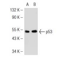  p53 (D-11): sc-17846. Western blot analysis of p53 expression in non-transfected: sc-117752 (A) and mouse p53 transfected: sc-125766 (B) 293T whole cell lysates.