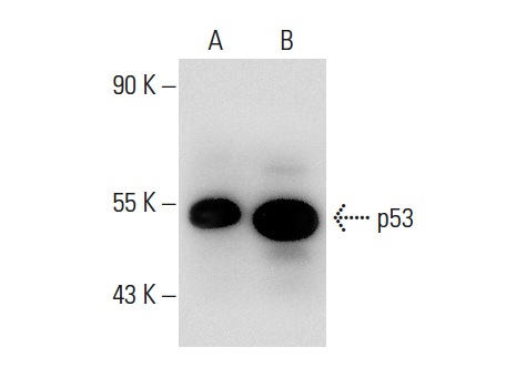  p53 (D-11): sc-17846. Western blot analysis of p53 expression in non-transfected: sc-117752 (A) and mouse p53 transfected: sc-125766 (B) 293T whole cell lysates.