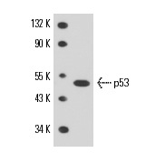  p53 (pAb 122): sc-56182. Western blot analysis of p53 expression in mouse Lac Z whole cell lysate.