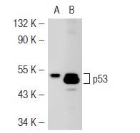  p53 (2B2.71): sc-71819. Western blot analysis of p53 expression in non-transfected: sc-117752 (A) and mouse p53 transfected: sc-125766 (B) 293T whole cell lysates.