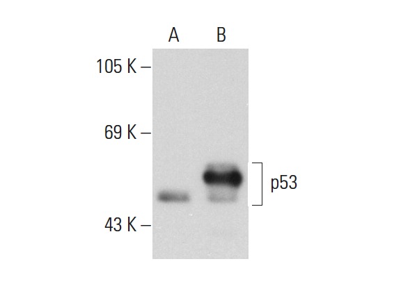  p53 (2B2.71): sc-71819. Western blot analysis of p53 expression in non-transfected: sc-117752 (A) and human p53 transfected: sc-158802 (B) 293T whole cell lysates.