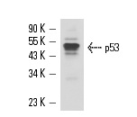  p53 (BP 53.12): sc-81168. Western blot analysis of p53 expression in MCF7 whole cell lysate.