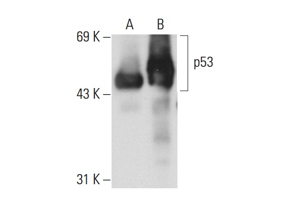  p53 (BP 53.12): sc-81168. Western blot analysis of p53 expression in non-transfected: sc-117752 (A) and human p53 transfected: sc-158802 (B) 293T whole cell lysates.