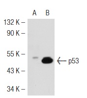  p53 (2Q375): sc-71820. Western blot analysis of p53 expression in non-transfected: sc-117752 (A) and mouse p53 transfected: sc-125766 (B) 293T whole cell lysates.