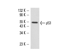  p53 (PAB 1802): sc-53397. Western blot analysis of p53 expression in A-431 whole cell lysate.