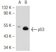  p53 (3H2820): sc-71821. Western blot analysis of p53 expression in non-transfected: sc-117752 (A) and mouse p53 transfected: sc-125766 (B) 293T whole cell lysates.