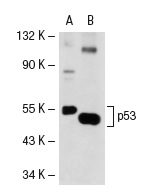  p53 (3H2820): sc-71821. Western blot analysis of p53 expression in A-431 (A) and mouse Lac Z (B) whole cell lysates.