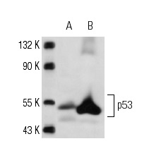  p53 (HR231): sc-65226. Western blot analysis of p53 expression in BT-20 (A) and Mouse lac z (B) whole cell lysates.