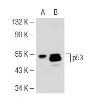  p53 (HR231): sc-65226. Western blot analysis of p53 expression in non-transfected: sc-117752 (A) and mouse p53 transfected: sc-125766 (B) 293T whole cell lysates.