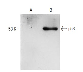  p53 (HR231): sc-65226. Western blot analysis of p53 expression in non-transfected (A) and human p53 transfected (B) H1299 whole cell lysates.