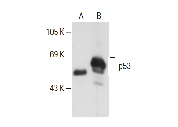  p53 (HR231): sc-65226. Western blot analysis of p53 expression in non-transfected: sc-117752 (A) and human p53 transfected: sc-158802 (B) 293T whole cell lysates.