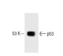  p53 (80): sc-136023. Western blot analysis of p53 expression in A-431 whole cell lysate.