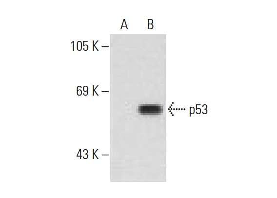  p-p53 (P53-18): sc-13580. Western blot analysis of p53 phosphorylation in non-transfected: sc-117752 (A) and human p53 transfected: sc-158802 (B) 293T whole cell lysates.