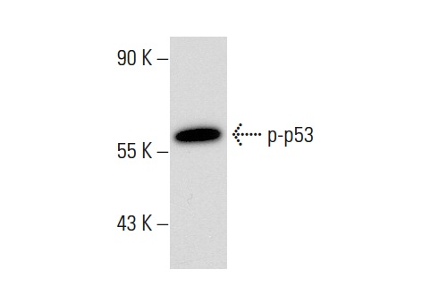  p-p53 (Ser 37): sc-135633. Western blot analysis of p35 phosphorylation in A-431 whole cell lysate.