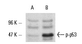  p-p53 (Ser 392)-R: sc-7997-R. Western blot analysis of p53 phosphorylation in untreated (A) and etoposide-treated (B) MCF7 cell cultures. 