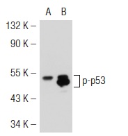  p-p53 (6D637): sc-71783. Western blot analysis of p53 phosphorylation in non-transfected: sc-117752 (A) and mouse p53 transfected: sc-125766 (B) 293T whole cell lysates.