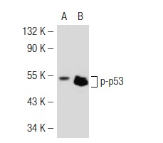  p-p53 (5G176): sc-71785. Western blot analysis of p53 phosphorylation in non-transfected: sc-117752 (A) and mouse p53 transfected: sc-125766 (B) 293T whole cell lysates.