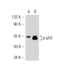  p-p53 (3H2806): sc-71786. Western blot analysis of p53 phosphorylation in non-transfected: sc-117752 (A) and mouse p53 transfected: sc-125766 (B) 293T whole cell lysates.v