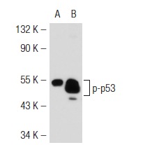  p-p53 (3H40): sc-71784. Western blot analysis of p53 phosphorylation in non-transfected: sc-117752 (A) and mouse p53 transfected: sc-125766 (B) 293T whole cell lysates.