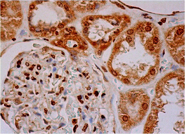  PAR4 (C-19): sc-1249. Immunoperoxidase staining of formalin fixed, paraffin-embedded human kidney tissue showing nuclear staining of cells in glomeruli and nuclear and cytoplasmic staining of cells in tubules.