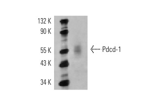  Pdcd-1 (E-18): sc-10299. Western blot analysis of Pdcd-1 expression in NFS-5 C-1 whole cell lysate.