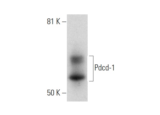  Pdcd-1 (M-288): sc-367266. Western blot analysis of Pdcd-1 expression in RAW 264.7 whole cell lysate.