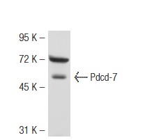  Pdcd-7 (46C713): sc-56201. Western blot analysis of Pdcd-7 expression in mouse testis tissue extract.