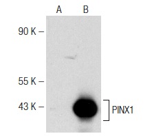  PINX1 (D-3): sc-374113. Western blot analysis of PINX1 expression in non-transfected: sc-110760 (A) and human PINX1 transfected: sc-113229 (B) 293 whole cell lysates.