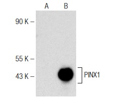  PINX1 (A-8): sc-374114. Western blot analysis of PINX1 expression in non-transfected: sc-110760 (A) and human PINX1 transfected: sc-113229 (B) 293 whole cell lysates.