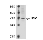  PINX1 (N-13): sc-67769. Western blot analysis of PINX1 expression in Hep G2 nuclear extract.