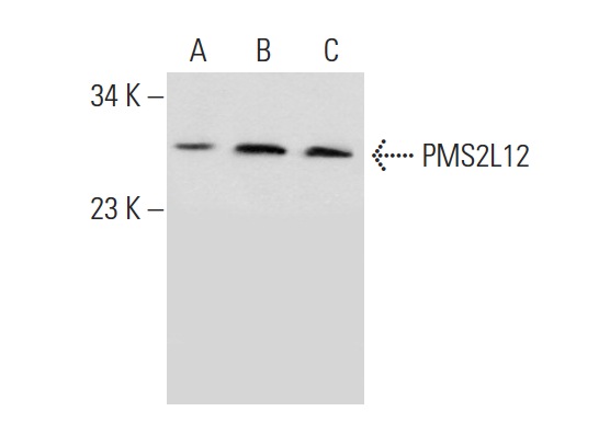  PMS2L12 (I-16): sc-324208. Western blot analysis of PMS2L12 expression in K-562 (A) and Hs 732.Sk/Mu (B) whole cell lysates and human testis tissue extract (C).