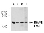  PRAME like-1 (S-16): sc-34513. Western blot analysis of PRAME like-1 expression in F9 (A), CTLL-2 (B) and P19 (C) whole cell lysates and mouse testis tissue extract (D).