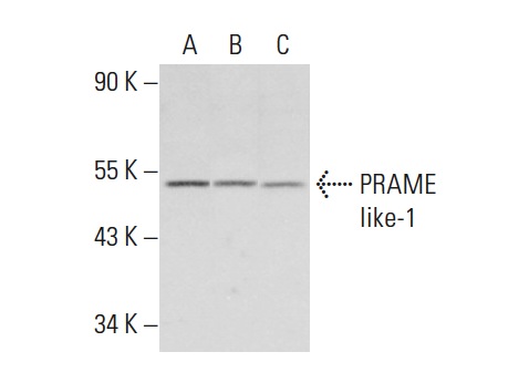  PRAME like-1 (H-20): sc-23615. Western blot analysis of PRAME like-1 expression in mouse testis tissue extract (A) and p19 (B) and NIH/3T3 (C) whole cell lysates.