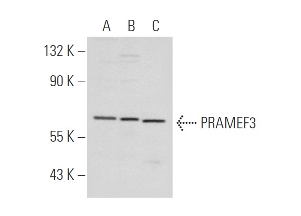  PRAMEF3 (Q-17): sc-69316. Western blot analysis of PRAMEF3 expression in NTERA-2 cl.D1 (A), HeLa (B) and Jurkat (C) whole cell lysates.