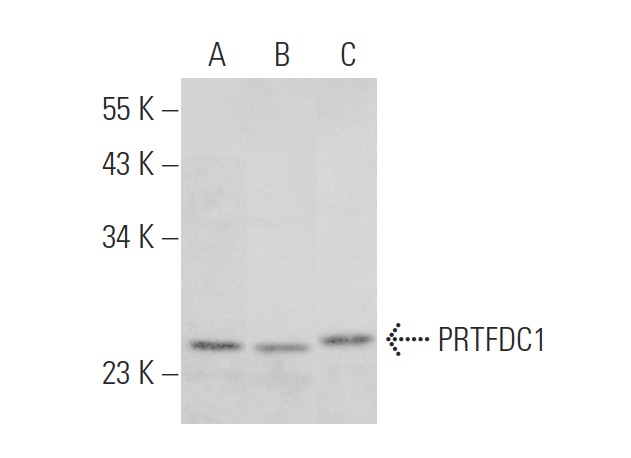  PRTFDC1 (L-13): sc-107067. Western blot analysis of PRTFDC1 expression in SK-N-SH (A), SH-SY5Y (B) and U-251-MG (C) whole cell lysates.