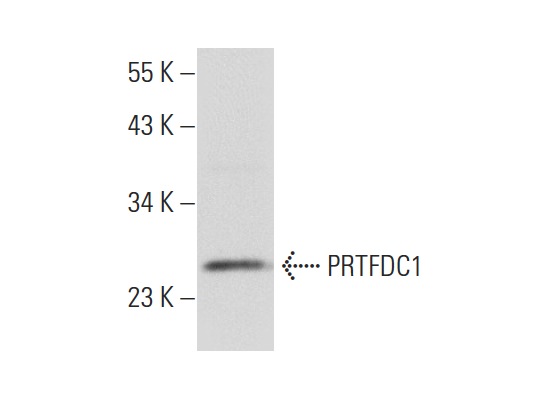  PRTFDC1 (L-23): sc-133928. Western blot analysis of PRTFDC1 expression in SK-N-SH whole cell lysate.