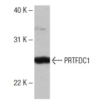  PRTFDC1 (L-23): sc-133928. Western blot analysis of PRTFDC1 expression in Hep G2 whole cell lysate.