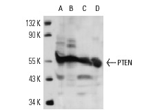  PTEN (C-20)-R: sc-6817-R. Western blot analysis of PTEN expression in A-431 (A), KNRK (B), HeLa (C) and MDCK (D) whole cell lysates.