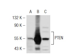  PTEN (C-20)-R: sc-6817-R. Western blot analysis of PTEN expression in non-transfected 293T: sc-117752 (A), mouse PTEN transfected 293T: sc-122834 (B) and HeLa (C) whole cell lysates.