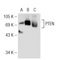  PTEN (C-20)-R: sc-6817-R. Western blot analysis of PTEN expression in non-transfected 293T: sc-117752 (A), human PTEN transfected 293T: sc-159790 (B) and WI 38 (C) whole cell lysates.