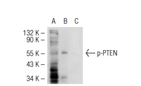  p-PTEN (Ser 380): sc-31714. Western blot analysis of PTEN phosphorylation in non-transfected: sc-117752 (A), untreated mouse PTEN transfected: sc-122834 (B) and lambda protein phosphatase treated mouse PTEN transfected: sc-122834 (C) 293T whole cell lysates.