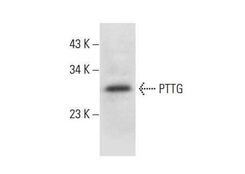  PTTG (C-2): sc-398471. Western blot analysis of PTTG expression in HCT-116 whole cell lysate.