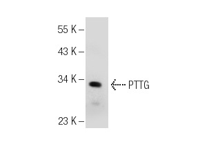  PTTG (G-9): sc-376454. Western blot analysis of PTTG expression in Jurkat whole cell lysate.