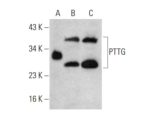  PTTG (D-17): sc-5837. Western blot analysis of human recombinant PTTG fusion protein (A) and Peroxin 6 expression in Jurkat (B) and MOLT-4 (C) whole cell lysates.